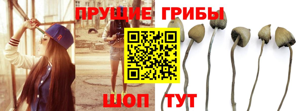 Псилоцибиновые грибы GOLDEN TEACHER  Вход с VPN  Ачхой-Мартан  Галлюциногенные грибы прущие грибы 